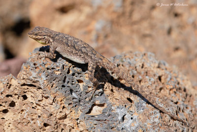 Ornate Tree Lizard