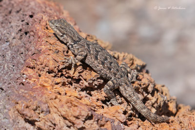 Ornate Tree Lizard