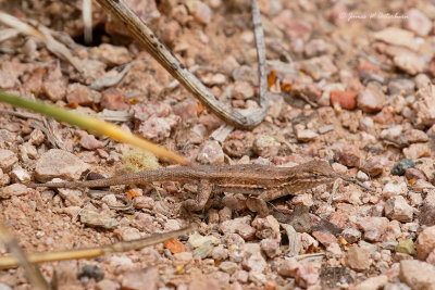 Common Side-blotched Lizard