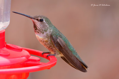 Anna's Hummingbird