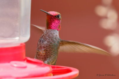 Anna's Hummingbird