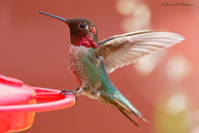 Anna's Hummingbird