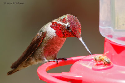 Anna's Hummingbird