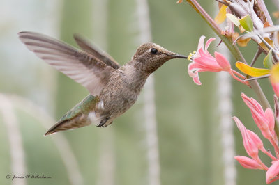 Anna's Hummingbird