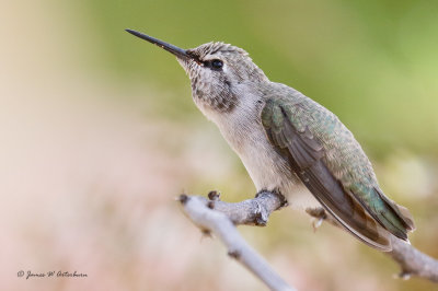 Anna's Hummingbird