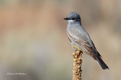 Cassin's Kingbird