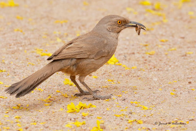 Curved-billed Thrasher