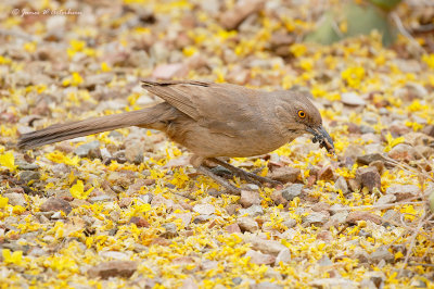 Curved-billed Thrasher