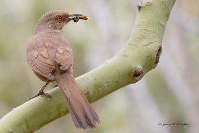 Curved-billed Thrasher