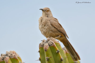 Curved-billed Thrasher
