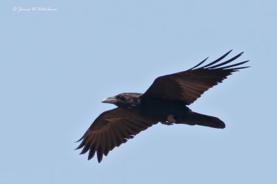 Common Raven
