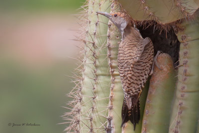 Gilded Flicker