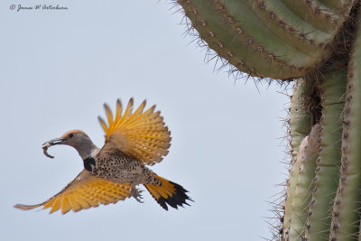 Gilded Flicker