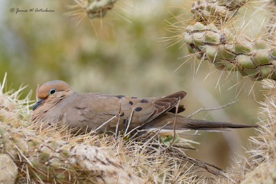 Mourning Dove