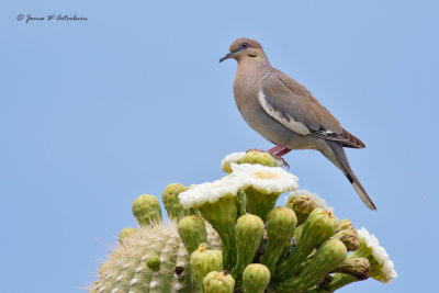 White-winged Dove