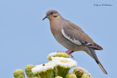 White-winged Dove