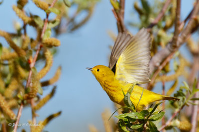 Yellow Warbler