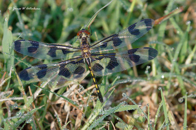 Banded Pennant