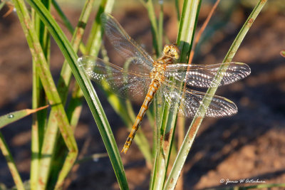 Variegated Meadowhawk