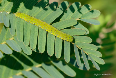 Cloudless Sulphur