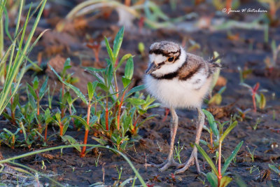 Killdeer