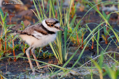 Killdeer