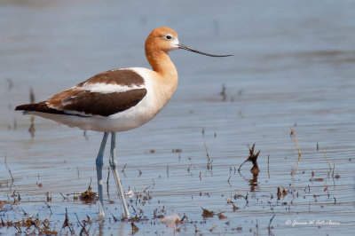 American Avocet