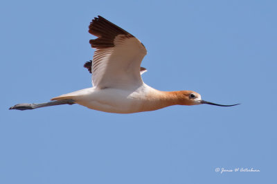 American Avocet