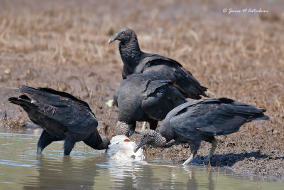 Black Vulture