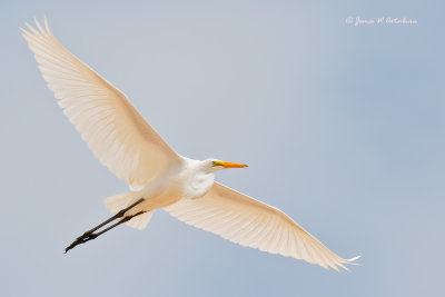 Great Egret