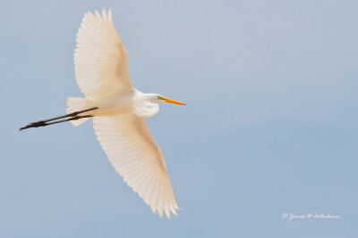 Great Egret