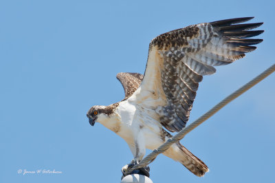 Osprey