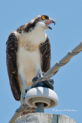 Osprey