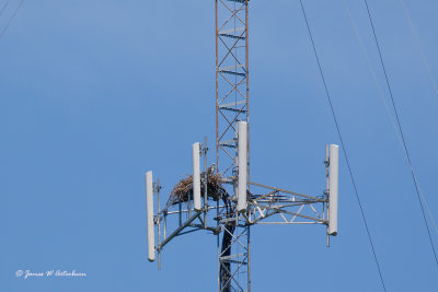 Osprey Nest
