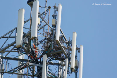 Osprey Nest