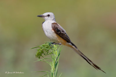 Scissor-tailed Flycatcher