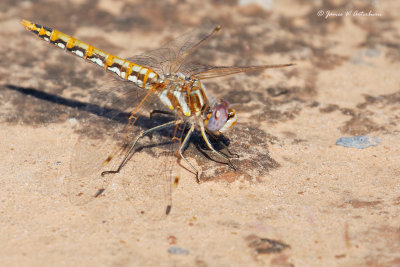 Variegated Meadowhawk