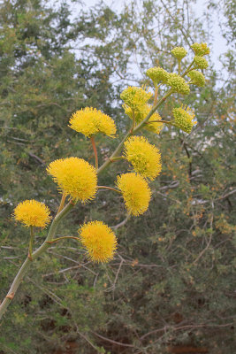 Phoenix Desert Botanical Gardens