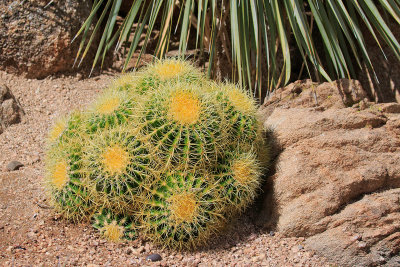 Phoenix Desert Botanical Gardens