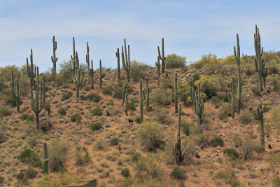 Phoenix Saguro Cactus