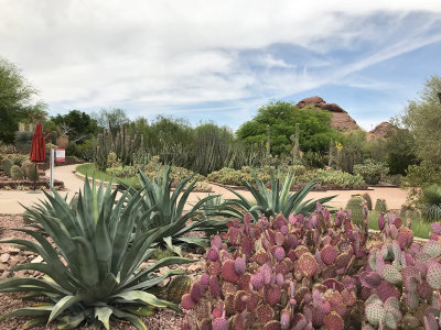 Phoenix Desert Botanical Gardens