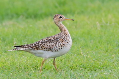 Upland Sandpiper