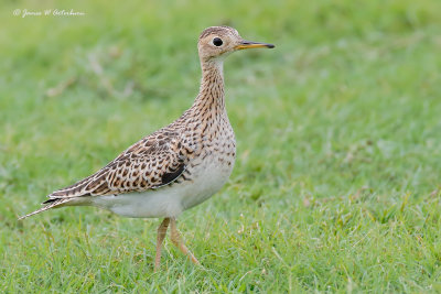 Upland Sandpiper