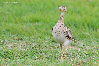 Upland Sandpiper