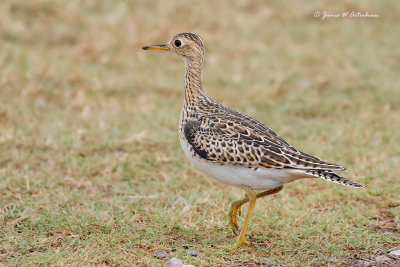 Upland Sandpiper