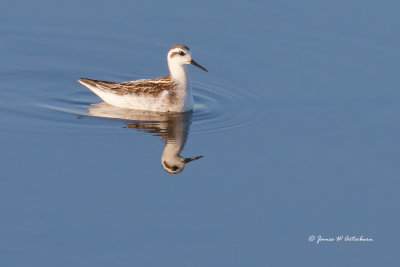 Red-necked Phalarope