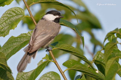 Carolina Chickadee