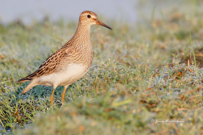 Pectoral Sandpiper