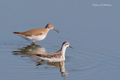 Red-necked Phalarope