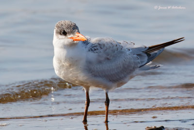 Caspian Tern